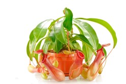 Exploring the Fascinating World of Carnivorous Plant Species