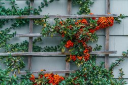 Creative Garden Trellis Ideas for a Beautiful and Functional Landscape