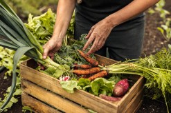Preventing Food Waste: Best Practices for Storing Fresh Produce